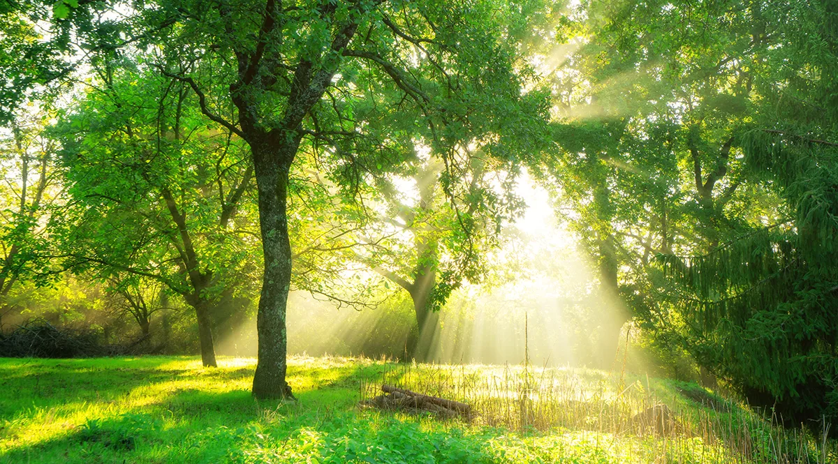 Image is of green grass and hills